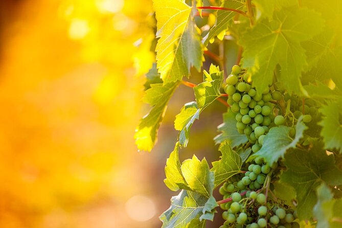 Wine, Cheese, Chocolate 6 Hour Tasting Tour with Lunch - Family farming at Caroline Cellars