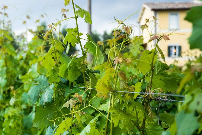 Winery tour and wine & cheese tasting - A small family estate with a personal tone