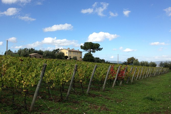 Winery tour and wine & cheese tasting - Four wines and a generous local tasting