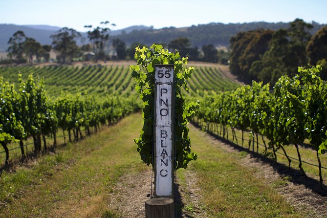 Yarra Valley Premium Tour inc Lunch and Cheese and Wine Pairing at De Bortoli - Why this Yarra Valley day works well
