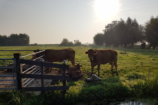 Zaanse Schans and Volendam Private Tour – Clogs, Cheese and More - The guide makes the private format worthwhile