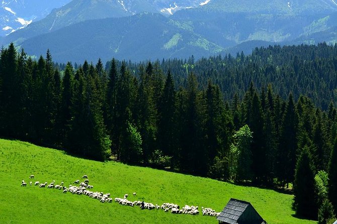 ZAKOPANE & THERMAL SPRINGS, Funicular, Cheese Tasting - Gubałówka by funicular, with the Tatras below