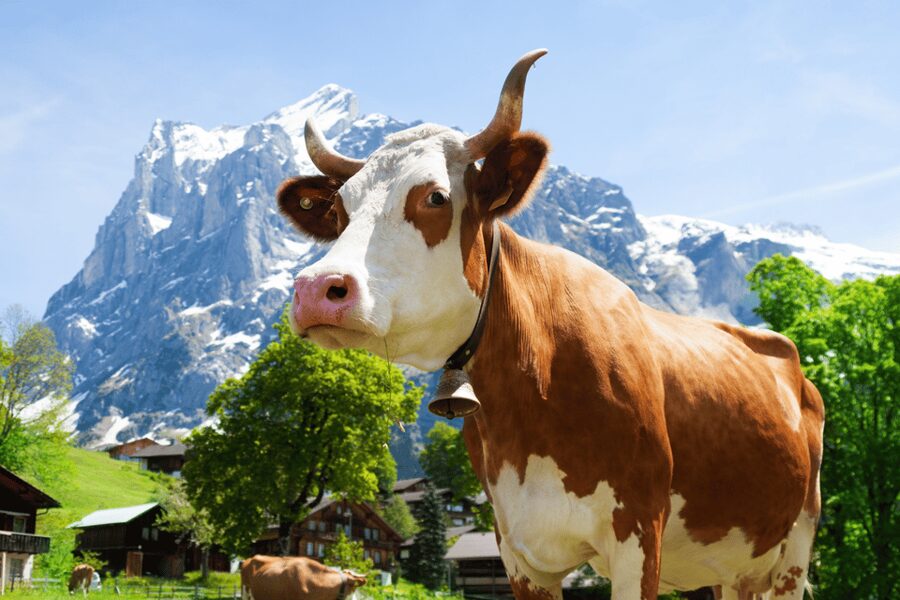 Zurich: Rhine Falls, Chocolate & Cheese Factory Day Trip - Maestrani’s Chocolarium: a sweet, modern stop